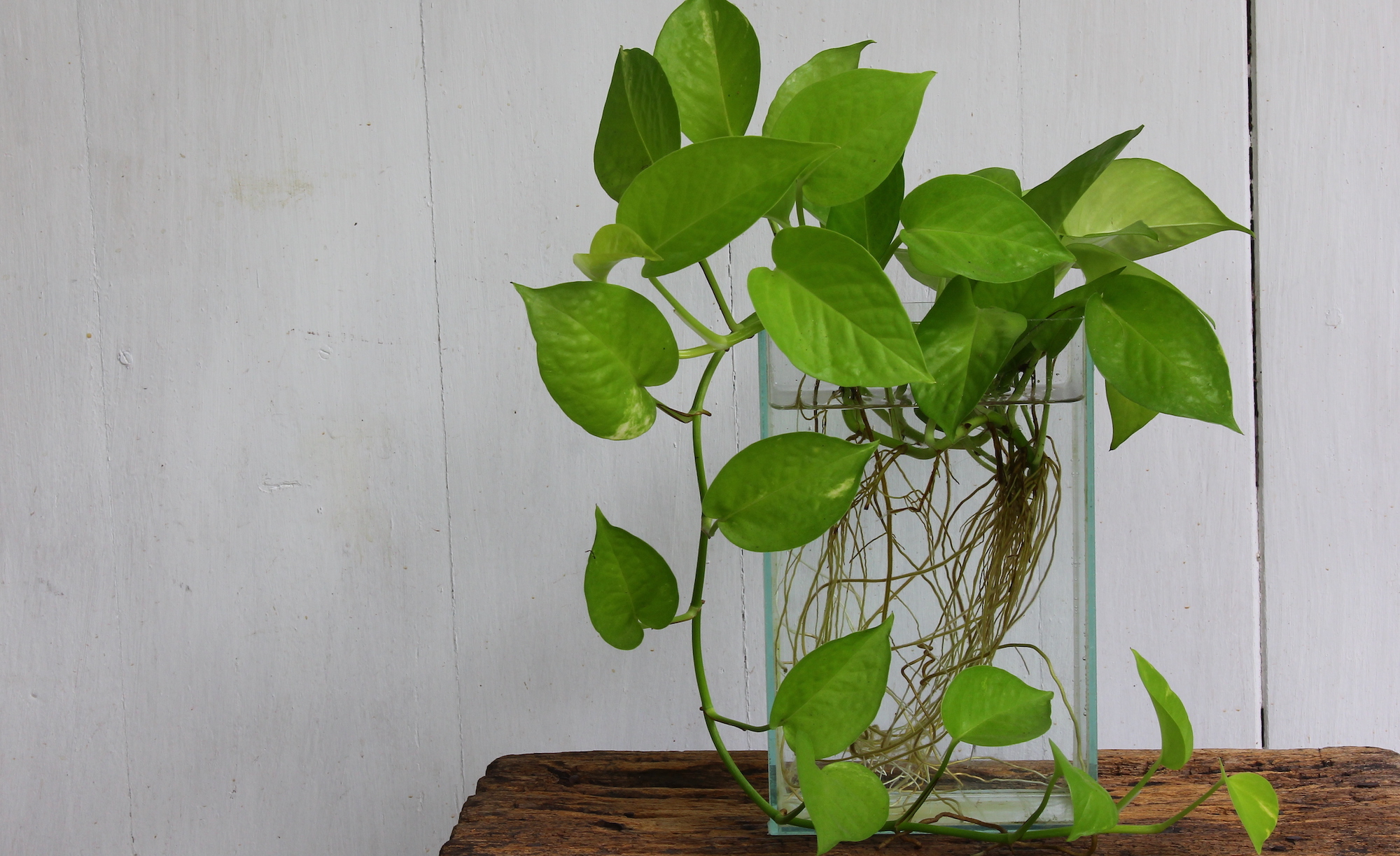 Golden pothos in glass container